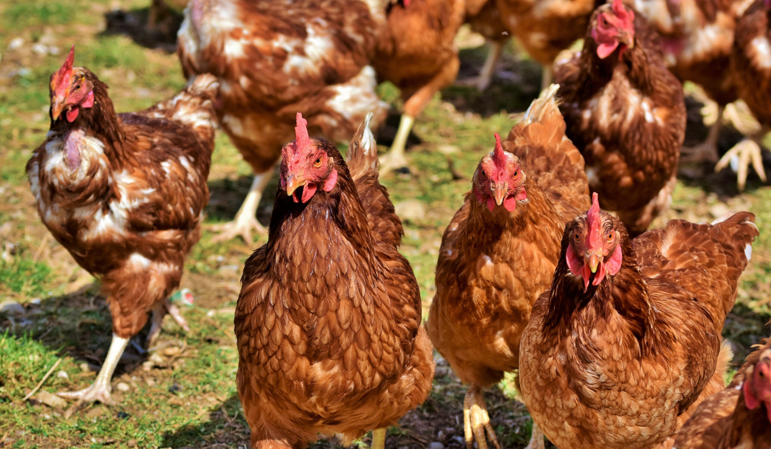 Chicken Coops: How many chickens can live inside?